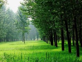 作文:《美丽的小树林》 作者:刘弋涵
