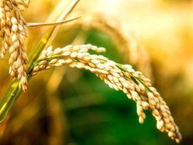 围绕“粮食荆州,走向全国”的战略目标, 努力促进公安县粮食产业发展