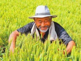 秋来硕果盈满仓——湖北公安国家粮食储备库发展纪实